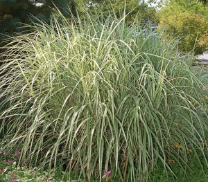 Calamagrostis x acu. - 'Overdam' Variegated Feather Reed Grass 1 gal - image 1