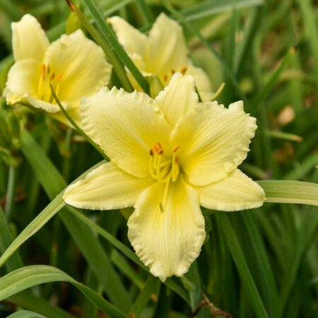 Hemerocallis - 'Big Happy Time' Daylily [Canary] 1 gal outdoor